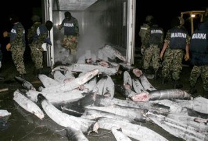 cocainesharks